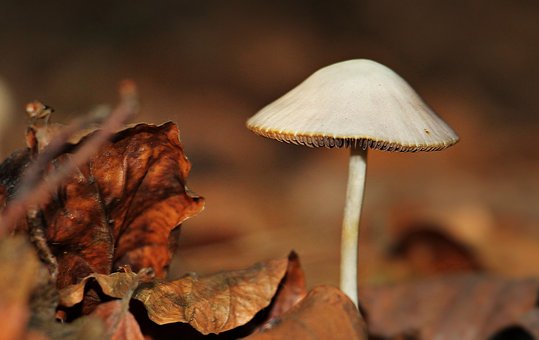 Why Mushroom Supplements Are Essential for a Healthy Lifestyle