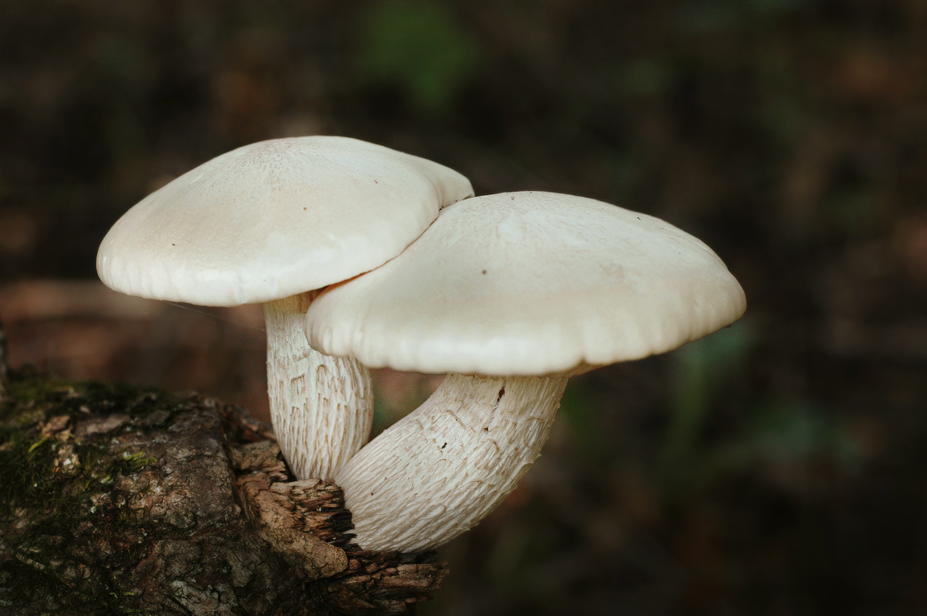 Mushroom Supplements: Your Path to Better Health